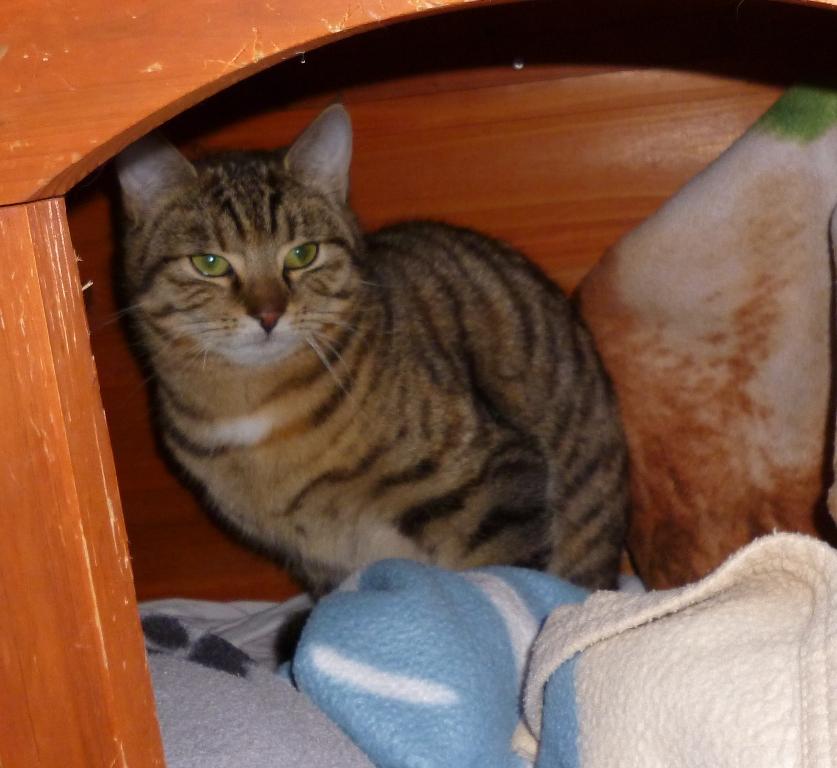 Scheue Katzen | Tierheim Bad Kreuznach